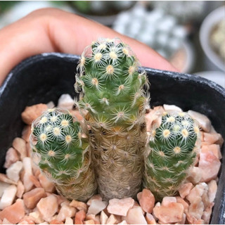 ต้นนี้ดอกสวยมาก ตัวอย่างตอนโตภาพสุดท้าย🌺🌺 Mammillaria saboae v. haudeana โตมาแตกกอสวย 🌺