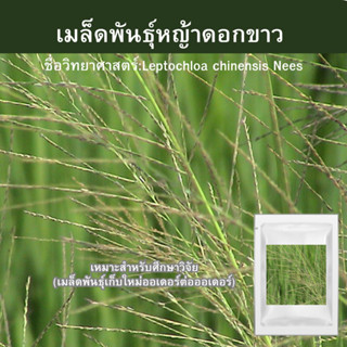 เมล็ดพันธุ์หญ้าดอกขาว 750เมล็ด 📌ขั้นต่ำสั่ง30บาทขึ้นไป‼️	Leptochloa chinensis Nees