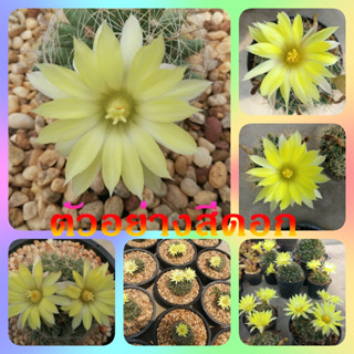 🌵💥แมมกล้วยหอม 💥🌵 Mammillaria longimamma ไม้ชำหน่อ  ขนาด  4-5 ซม. ต้นกระบองเพชร ต้นแคคตัส (แคคตัส กระบองเพชร)