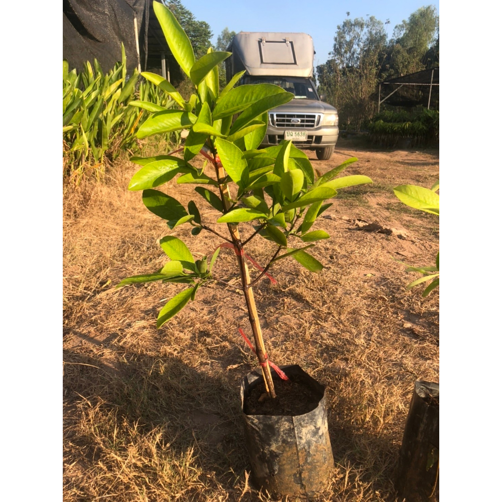 ต้นมะดันเขียวมรกต ต้นเสียบยอด🍏 💓ผลดก ปลูกได้กับดินทุกสภาพ💓💓 🌴🌴ความสูงต้นประมาณ 45-55 ซม.🌴🌴