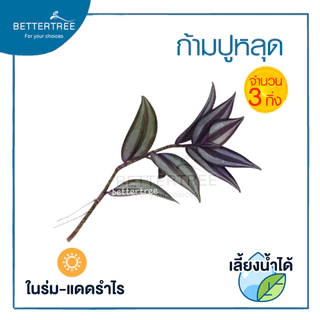 ก้ามปูหลุด( จำนวน 3 กิ่ง ) Tradescantia zebrina สามารถเลี้ยงน้ำได้ ไม้น้ำ