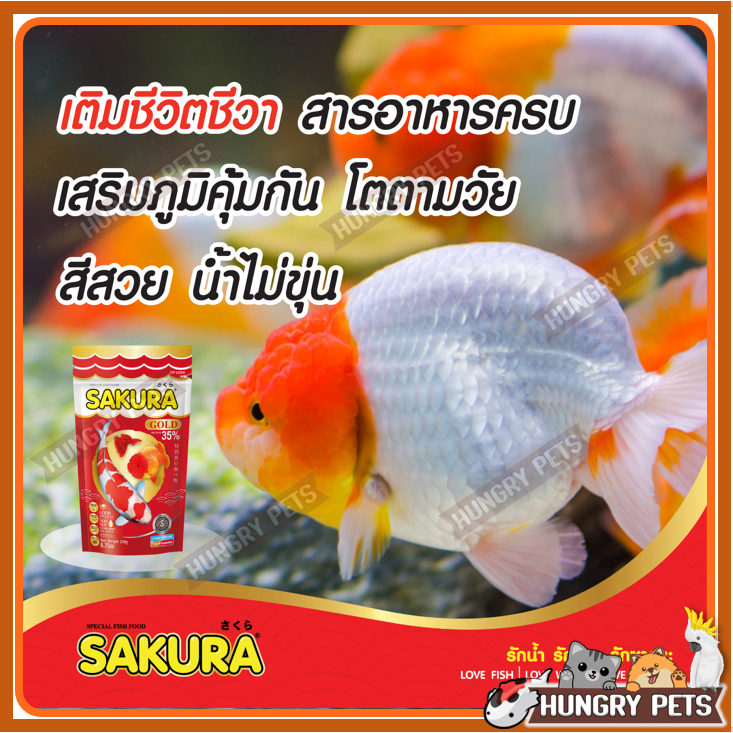 🔥ขนาด 2 KG เพิ่ม +200g.ในถุง🐠สูตรใหม่!! อาหารปลาซากุระ Sakura Gold ขนาด 1 กก. และ 2 กก. รูปที่ 5