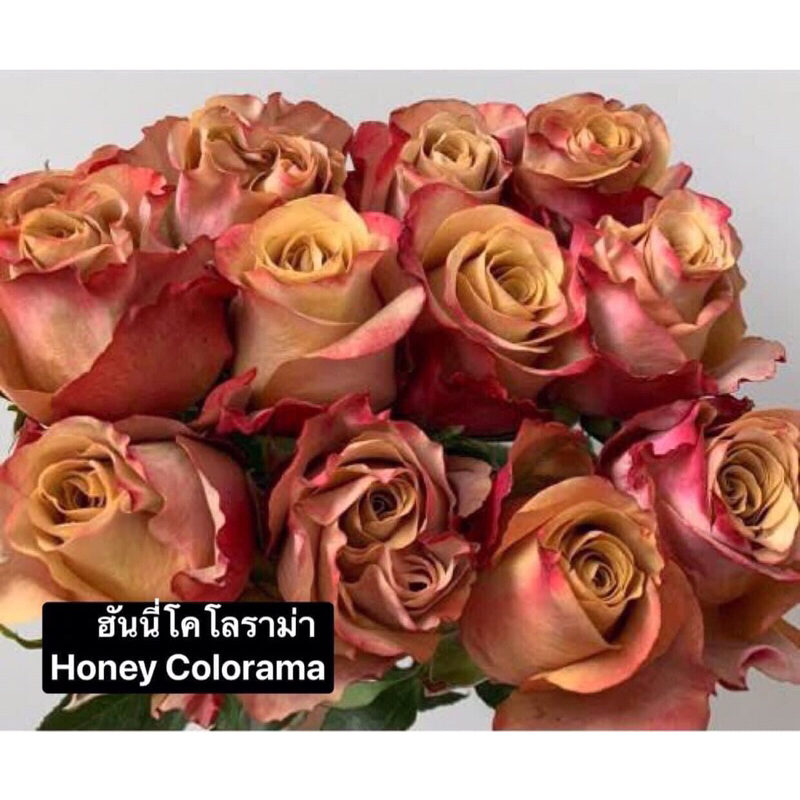 กุหลาบ-ฮันนี่โคโลราม่า Honey Colorama  สีน้ำผึ้ง หรือ น้ำตาล ดอกใหญ่ บานทน