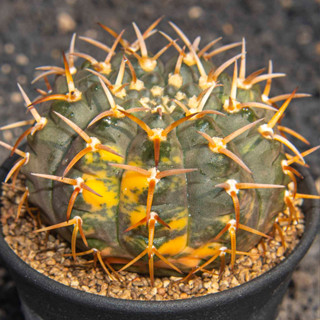 Gymnocalycium ochoterenae x vatteri ด่าง หนามหนาๆ แคคตัส กระบองเพชร cactus ยิมโนคาไลเซียม ไม้ประดับ ไม้สะสม