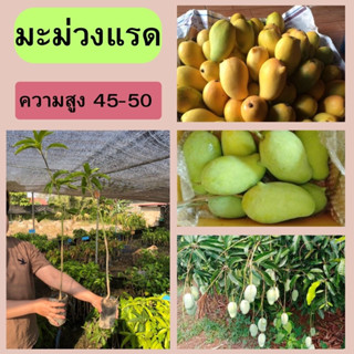 🍋🍋มะม่วงแรด🍋🍋 🌱🌱ติดดอกออกผลง่าย🌱🌱 🌴🌴ความสูงต้นประมาณ 45-50 ซม.🌴🌴