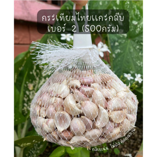 กระเทียมไทยแกะกลีบเบอร์2(1 กิโลกรัม)(500กรัม)  #กระเทียมแกะกลีบ#กระเทียมเชียงดาว#กระเทียม#garlic#ยี่ห้อ✔️✔️*******