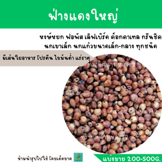 ฟ่างแดงใหญ่ (แบ่งขาย 200-500G.)