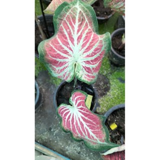 บอนสีม้าเฉียวcaladium