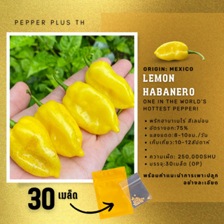 เมล็ดพันธุ์พริก Lemon Habanero จำนวน 30 เมล็ด พร้อมคำแนะนำการเพาะ