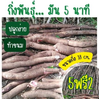 กิ่งพันธุ์มัน5นาที ชุด5แถม2 กิ่ง