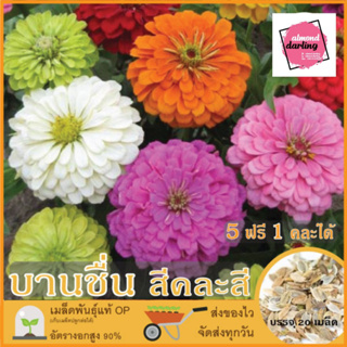 5 แถม1 เมล็ดพันธุ์ ดอกบานชื่น  (Zinnia Flower Seed) เมล็ดพันธุ์แท้ ปลูกง่าย อัตรางอกสูง เก็บเมล็ดปลูกต่อได้