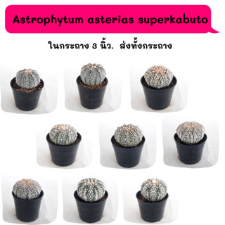 AS007 Astrophytum asterias superkabuto แอสโตร ซุปเปอร์คาบูโตะ ไม้เมล็ด cactus แคคตัส กระบองเพชร ตะบองเพชร