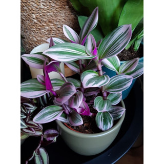 ต้นสายใยรักด่างชมพู [ Tradescantia zebrina bosse ] ในกระถาง3"