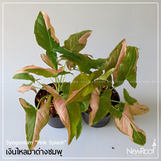 NewRootGarden ซิงโกเนียม พิ้งค์สแปลช เงินไหลมาด่างชมพู กระถาง4นิ้ว ต้นไม้ ไม้ใบ ไม้ด่าง ไม้ประดับ ไม้ในร่ม Houseplants