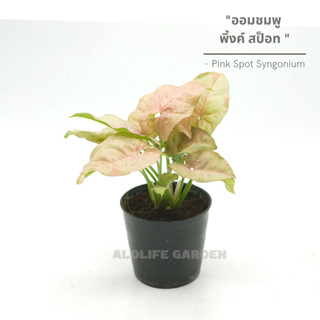 ต้นออมชมพู พิ้งค์ สป็อท กถ.3 นิ้ว(Pink Spot Syngonium)