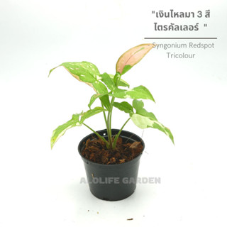 ต้นเงินไหลมา 3 สี ไตรคัลเลอร์ กถ.4 นิ้ว Syngonium Redspot Tricolour