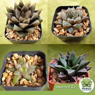 Haworthia หลากหลายชนิด ฮาโวเทีย/ไม้อวบน้ำ/กระบองเพชร/ต้นไม้น่ารัก