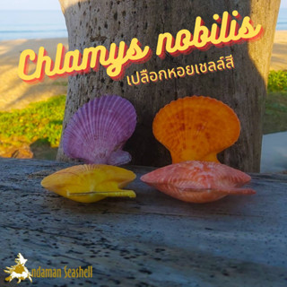 Andaman seashell เปลือกหอย หอยเชลล์สี (Chlamys australis)