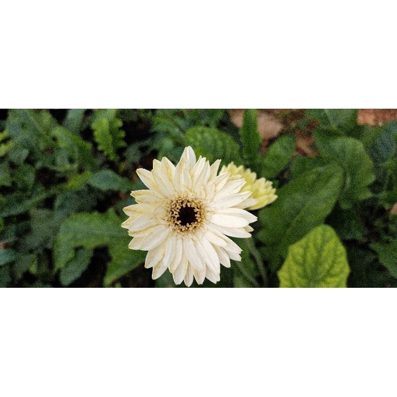 ดอกเยอบีร่า สีขาว