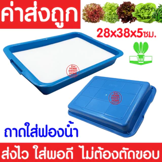 *โค้ดส่งฟรี* ถาดใส่ฟองน้ำ เพาะเมล็ด ถาดเพาะเมล็ดไม่มีรู *สีน้ำเงิน* ถาดเพาะกล้า ปลูกผักไฮโดรโปนิกส์ ฟองน้ำ Clearance