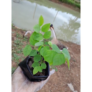 🌱ผักหวานบ้านต้านอนุมูลอิสระมีแคลเซียมและฟอสฟอรัสสูงเป็นผักที่มีรสชาติหวานเย็น