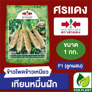 เมล็ดพันธุ์ ผักซอง ศรแดง Big ข้าวโพดข้าวเหนียว เทียนหมื่นฝัก บรรจุ 1 กิโลกรัม