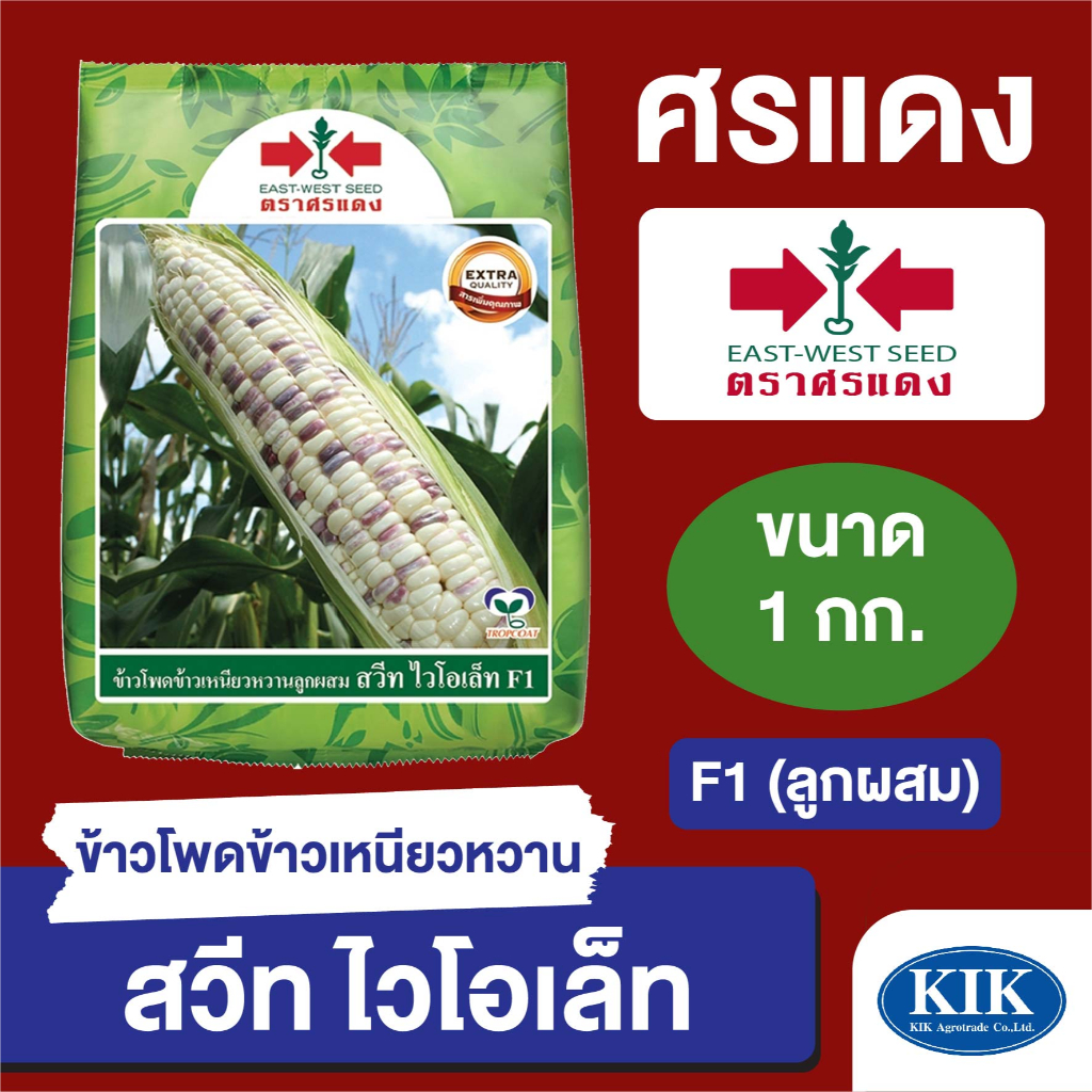 เมล็ดพันธุ์ ผักซอง ศรแดง BIG ข้าวโพดข้าวเหนียว สวีทไวโอเล็ท บรรจุ 1 กิโลกรัม – โปรปัง