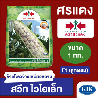 เมล็ดพันธุ์ ผักซอง ศรแดง BIG ข้าวโพดข้าวเหนียว สวีทไวโอเล็ท บรรจุ 1 กิโลกรัม