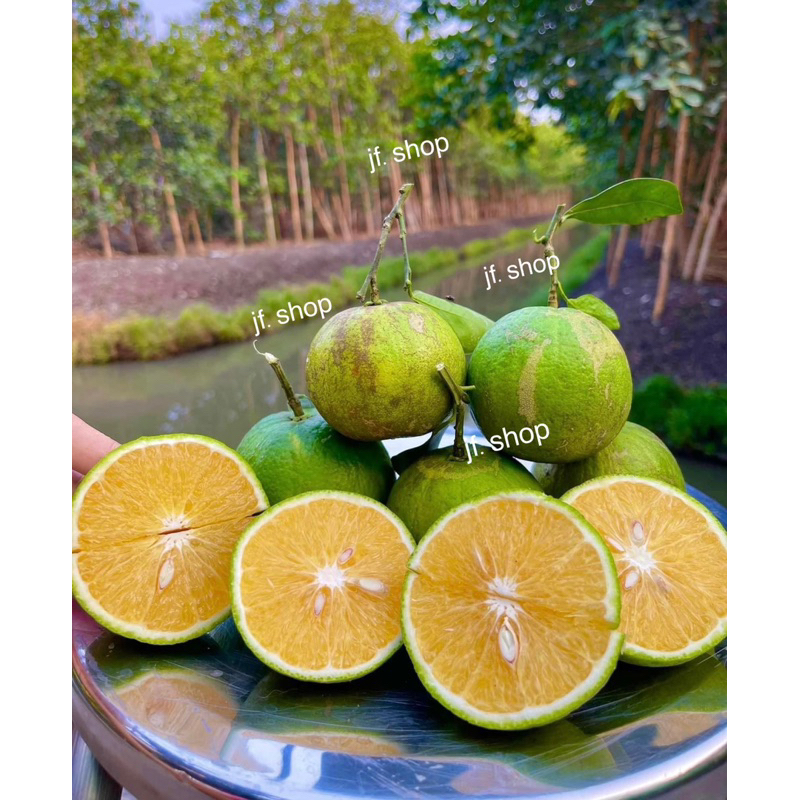 "ส้มเช้งดำเนินสะดวก" หวานฉ่ำ 6โล