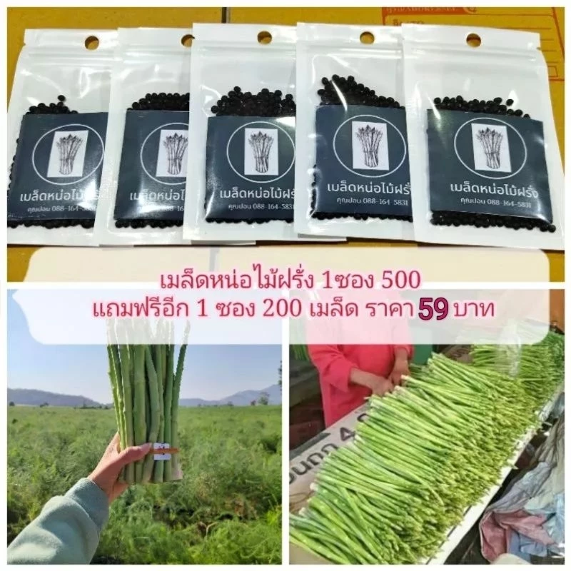 เมล็ดพันธ์ุหน่อไม้ฝรั่ง 700 เมล็ด (500 แถม 200 เมล็ด) 🌱เมล็ดพันธ์ุหน่อไม้ฝรั่ง Brock's Improved