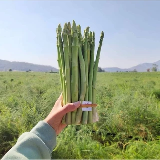 เมล็ดพันธ์ุหน่อไม้ฝรั่ง 700 เมล็ด (500 แถม 200 เมล็ด) 🌱เมล็ดพันธ์ุหน่อไม้ฝรั่ง Brock's Improved