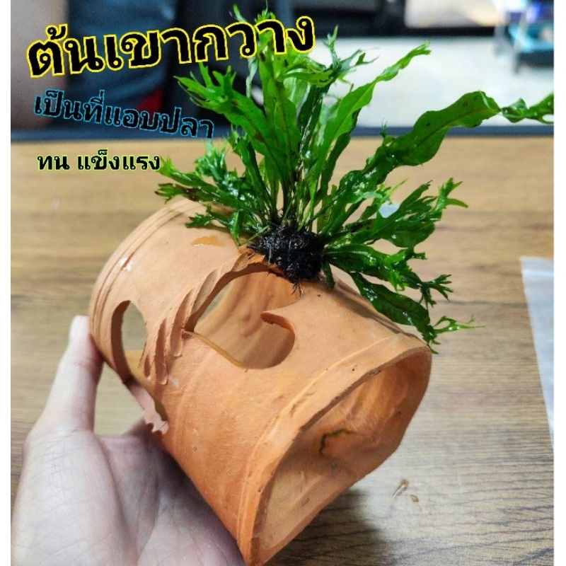 ต้นเขากวาง​ (เกาะดินเผา​ หัวใจ)​ เพิ่มที่แอบให้ปลา