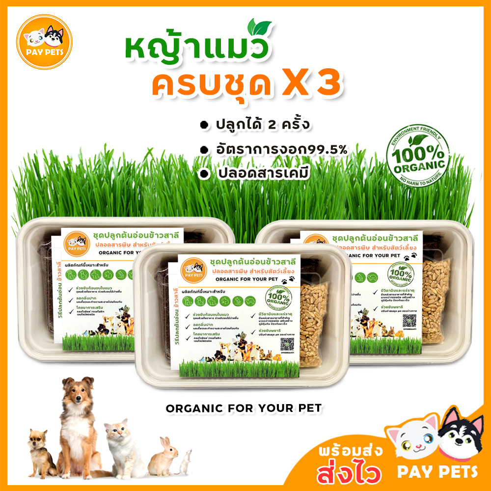 ชุดปลูกหญ้าแมว จัมโบ้ครบชุดX3 ปลูกง่าย โตไว Wheatgrass ชุดพร้อมปลูก Cat grass แมวชอบ ขับก้อนขน