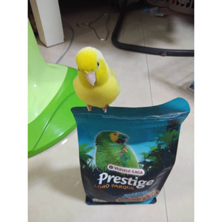 อาหารนก Prestige Loro paroue