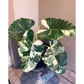 บอนกระดาดด่างขาว Alocasia macrorrhizos Variegated