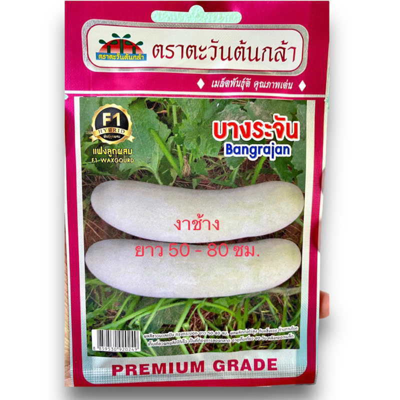 ฟัก แฟง บางระจัน ลูกใหญ่ ประมาณ 40 เมล็ด 🌟