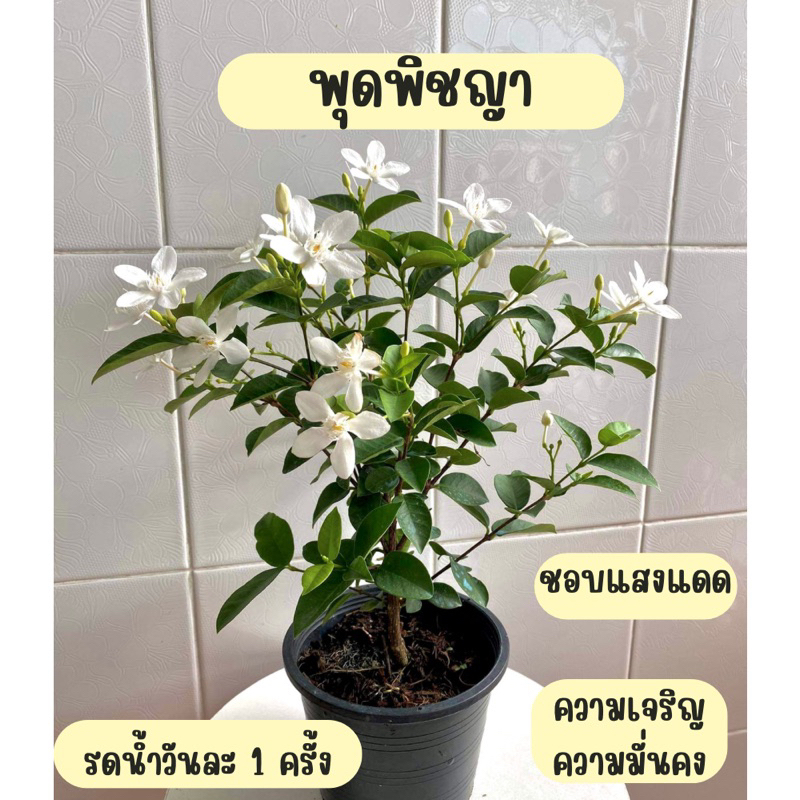 ต้นพุดพิชญา กระถาง 6 นิ้ว (สั่งซื้อขั้นต่ำ 2 ต้น หรือรวมกับออเดอร์อื่นที่เป็นต้นไม้ได้ทั้งร้านคะ)