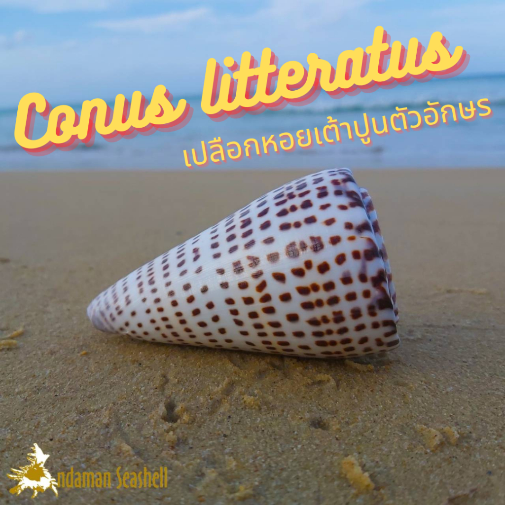 Andaman seashell เปลือกหอย หอยเต้าปูนตัวอักษร (Conus litteratus)