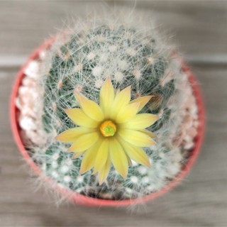 แคคตัสสวยๆ แมมบูมิไอ ดอกเหลือง [Mammillaria baumii]