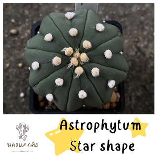 Star shape แอสโตร แอสโตรปลาดาว แคคตัส กระบองเพรช แคคตัส แอสโตรปลาดาว เว้า ผิวสวย