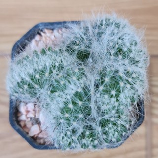 แมมบูมิไอคริส [Mammillaria baumii f. cristata] ส่งแบบถอดราก ต้นเล็กในกระถาง 2 นิ้ว