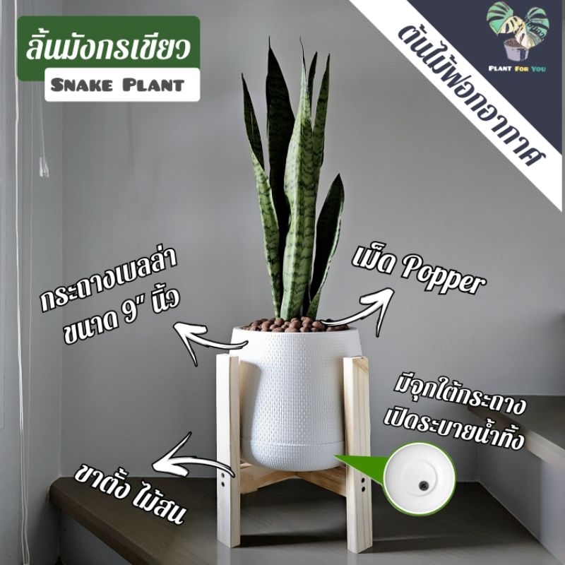 ต้นลิ้นมังกรเขียว "กอใหญ่" 60-70 Cm. (Snake Plant)พร้อมกระถาง+เม็ดPopper+ขาตั้งไม้สน(ต้นไม้ฟอกอากาศ)