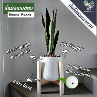 ต้นลิ้นมังกรเขียว "กอใหญ่" (Snake Plant)พร้อมกระถาง10"+เม็ดPopper+ขาตั้งไม้สน(ต้นไม้ฟอกอากาศ)