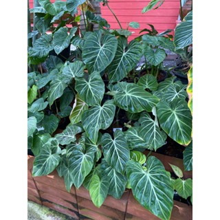 ☘️ Philodendron Gloriosum กลอริออซั่มก้านกลม dark form กระดูกใบชัดๆ สีใบเขียวเข้ม สวยมาก