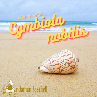 Andaman seashell เปลือกหอย หอยโนรี (Cymbiola nobilis)