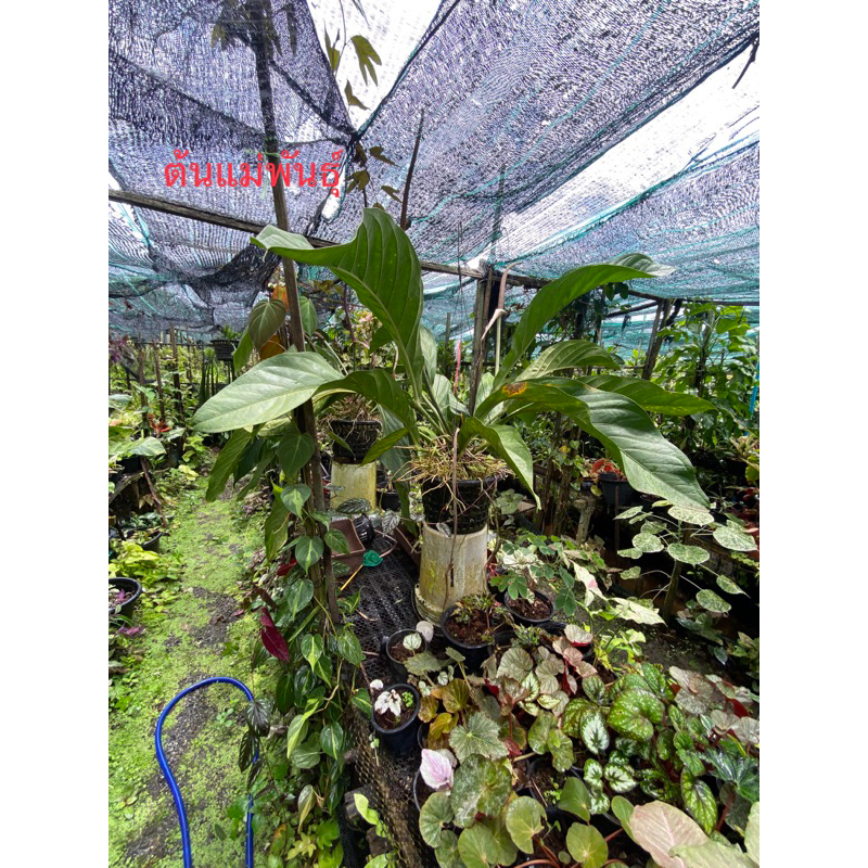 Anthurium Bigbill หน้าวัว บิ๊กบิล
