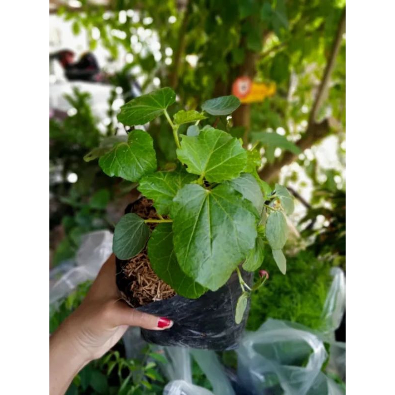 กระเจี๊ยบเขียว1ถุงดำเล็กมี1-4ต้น