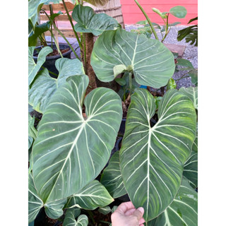 Philodendron Gloriosum ฟิโลเดนดรอน กลอริออซั่ม ก้านกลม ไม้เป็นฟอร์มแล้วใบใหญ่ ต้นฟิโลรางเงิน