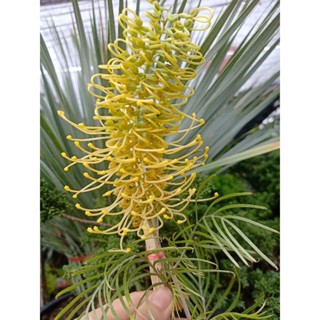 #สนเกรวิลเลีย #Grevillea ‘Honey Gem สีเหลือง ถาง11นิ้วสูง 60-70cm.ต้นไม้นำเข้า