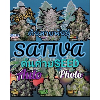 ต้นกัชชาค่ายSeed คัดเพศเมียตระกูลSativa เกรดพรีเมี่ยม ทุกสายพันธุ์ รับประกันการจัดส่ง แถมฟรีปุ๋ยเร่งโต เร่งราก